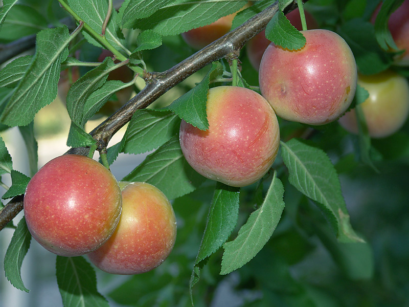 Image of Prunus cerasifera specimen.