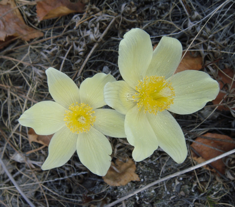 Image of Pulsatilla orientali-sibirica specimen.