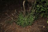 Achyranthes aspera variety sicula. Цветущее растение. Израиль, Шарон, г. Герцлия, сад цитрусовых. 08.04.2012.
