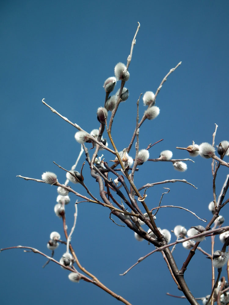 Image of Salix lapponum specimen.