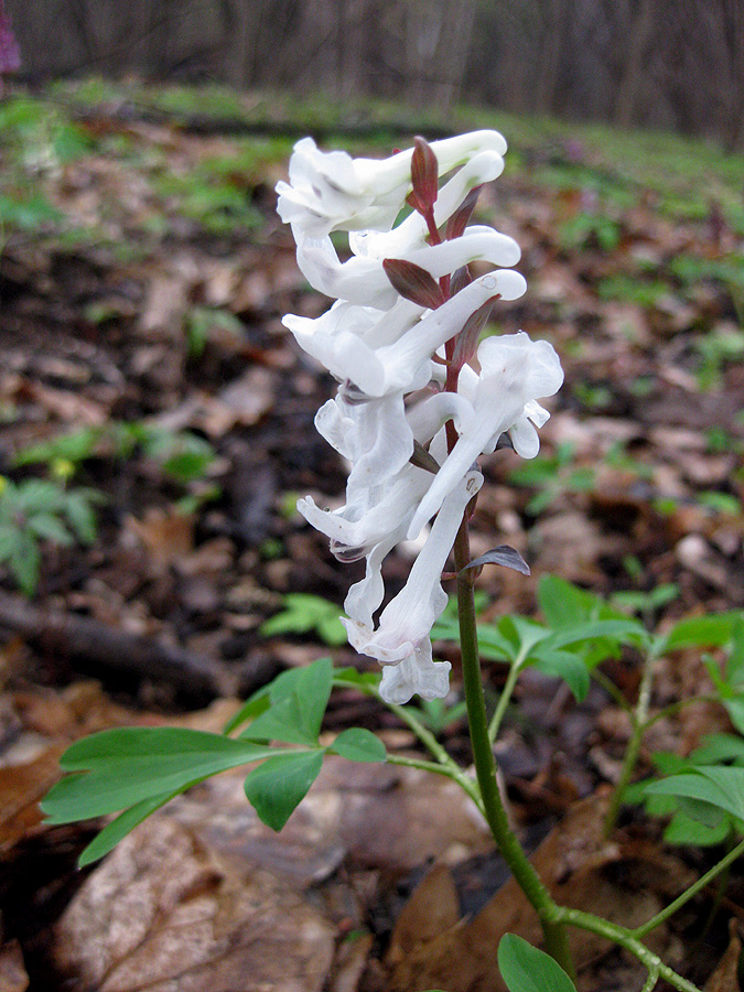 Image of Corydalis cava specimen.