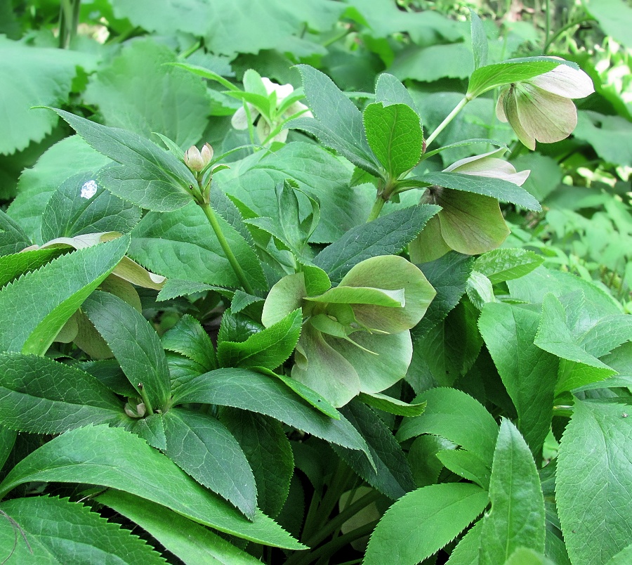 Изображение особи род Helleborus.