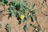 Potentilla bifurca