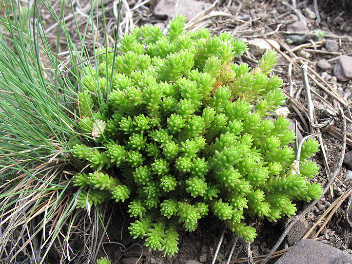 Image of Sedum gracile specimen.