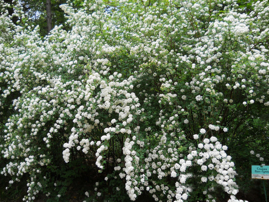 Изображение особи Spiraea &times; vanhouttei.