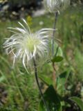 Clematis integrifolia