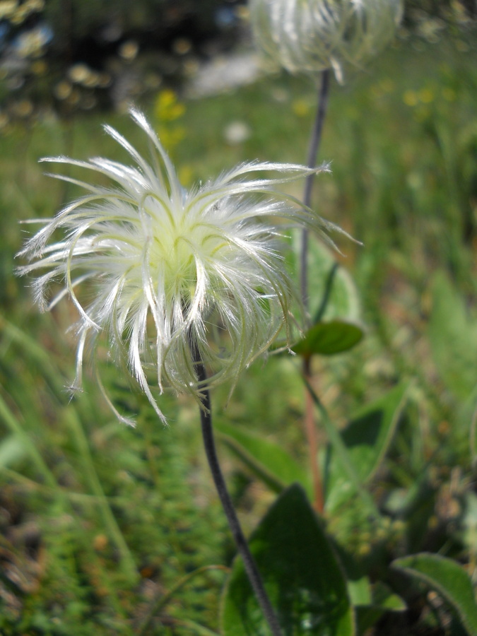 Изображение особи Clematis integrifolia.