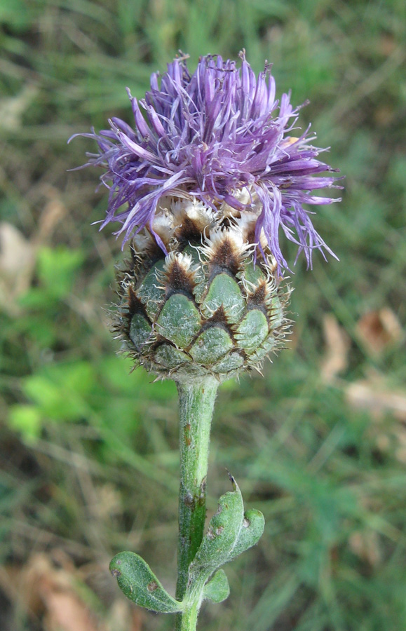 Изображение особи Centaurea rigidifolia.