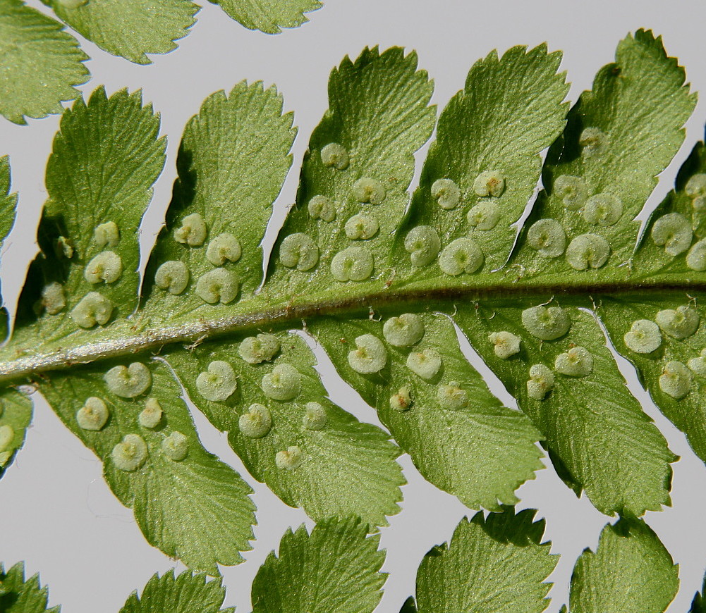 Image of Dryopteris filix-mas specimen.