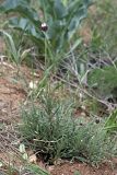 Jurinea suffruticosa. Расцветающее растение. Южный Казахстан, каньон Даубаба, правый берег. 05.05.2012.
