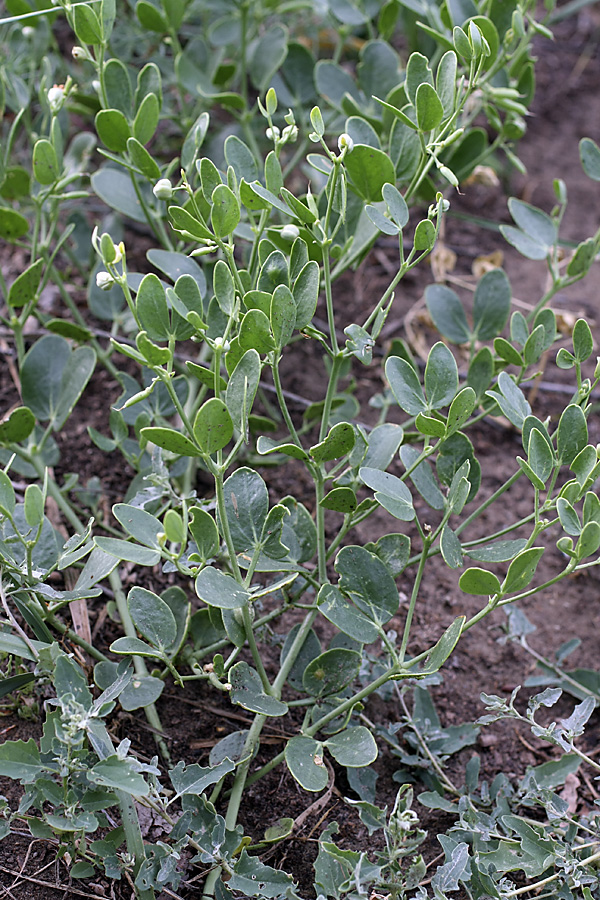 Image of Zygophyllum fabago ssp. orientale specimen.