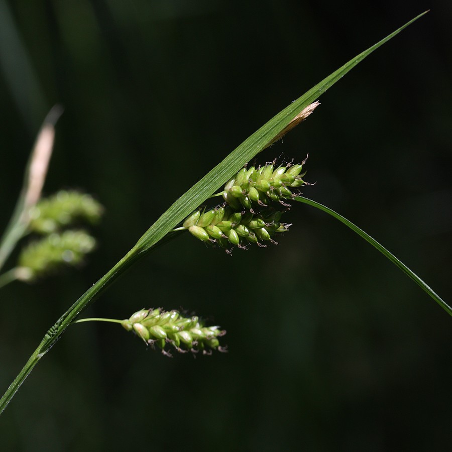 Image of Carex pallescens specimen.