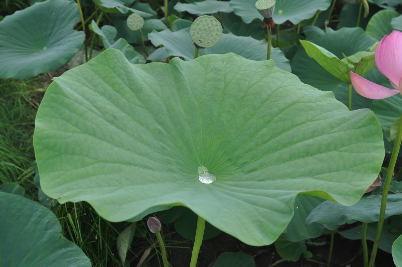 Image of Nelumbo komarovii specimen.