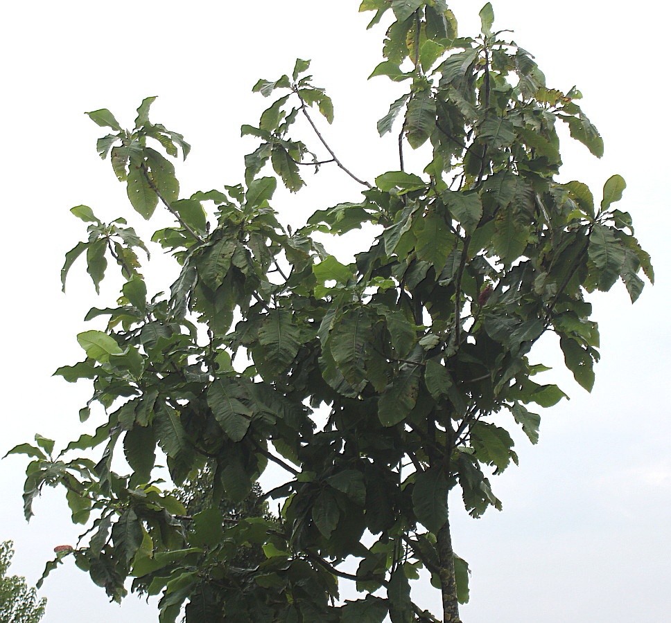 Image of Magnolia tripetala specimen.