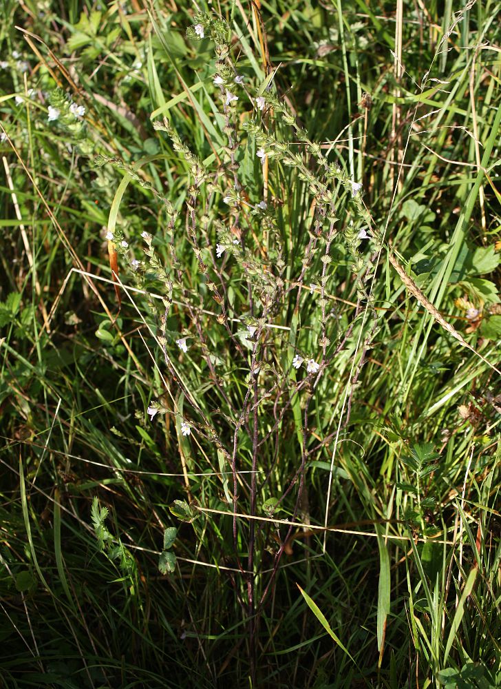 Image of Euphrasia brevipila specimen.