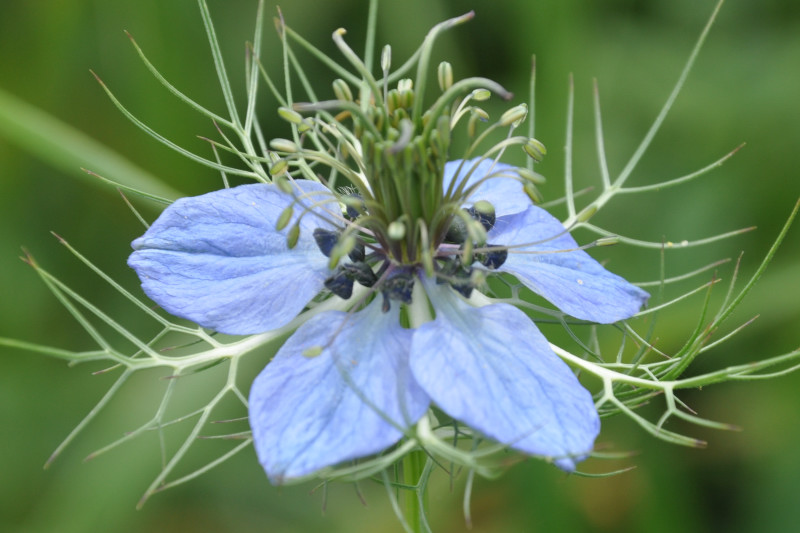 Изображение особи Nigella damascena.