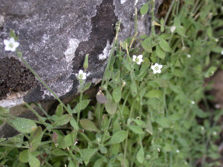 Image of Arenaria deflexa specimen.