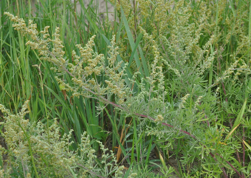 Image of Artemisia pannosa specimen.