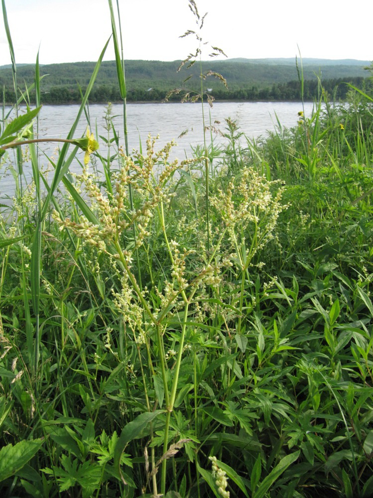 Изображение особи Aconogonon alpinum.