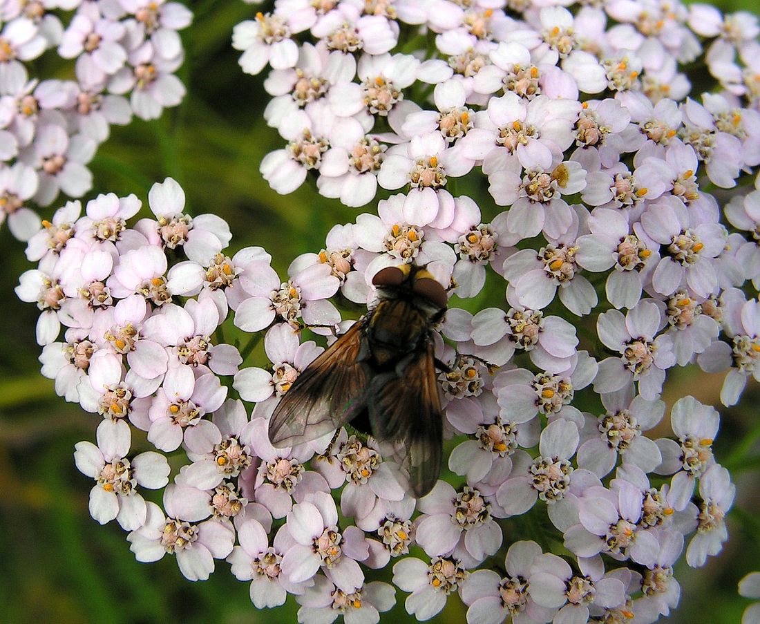 Изображение особи род Achillea.