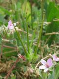 Erodium cicutarium. Бутон, цветок, незрелые плоды. Украина, г. Запорожье. 11.06.2011.