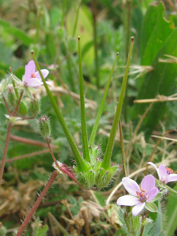 Изображение особи Erodium cicutarium.