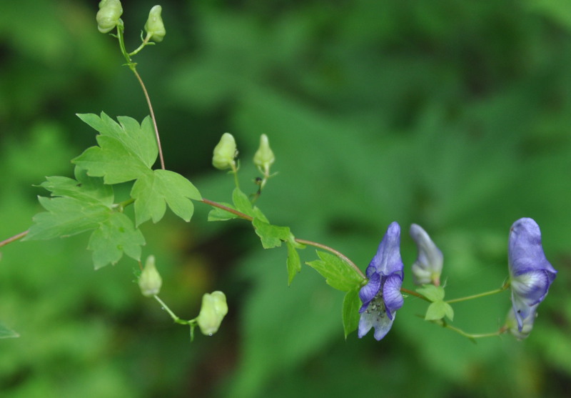 Image of Aconitum sczukinii specimen.