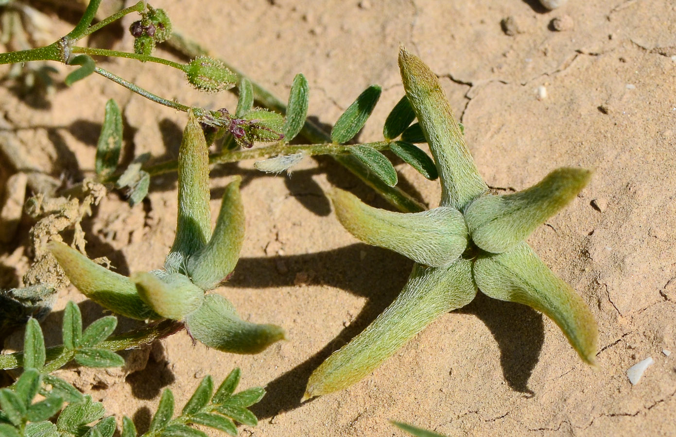 Изображение особи Astragalus asterias.