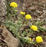 Alyssum lenense