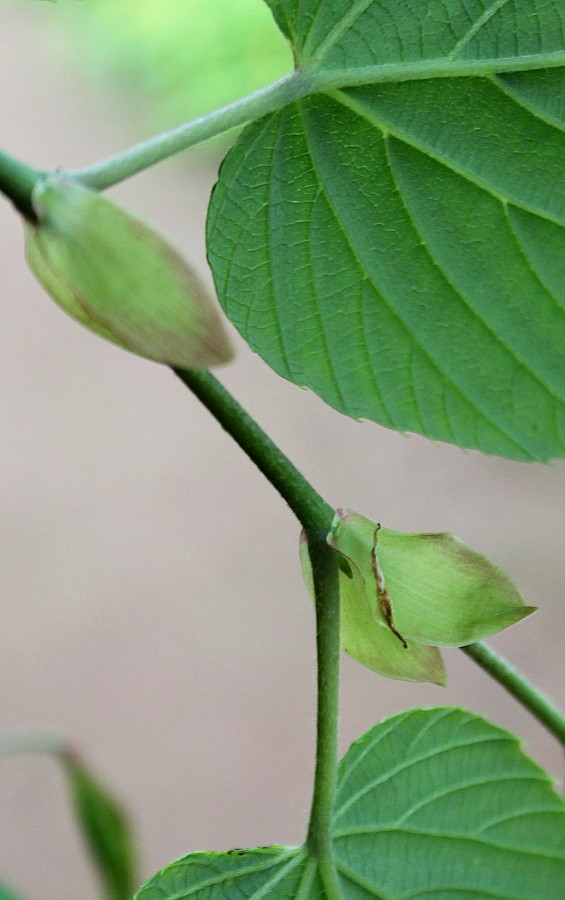 Image of Corylopsis sinensis specimen.