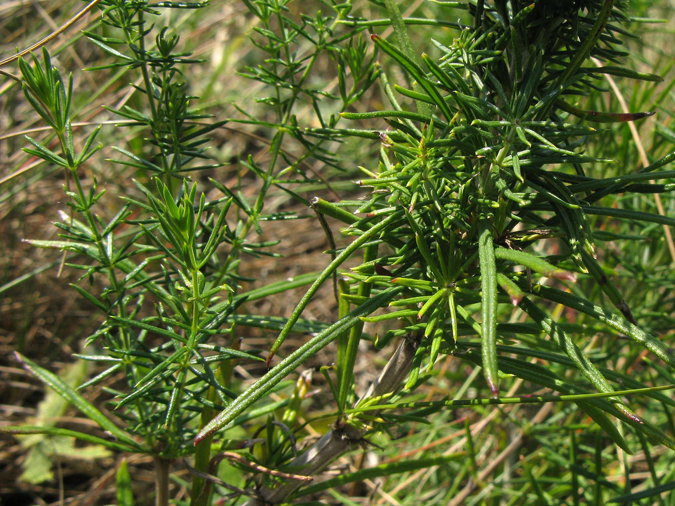 Изображение особи Galium verum.