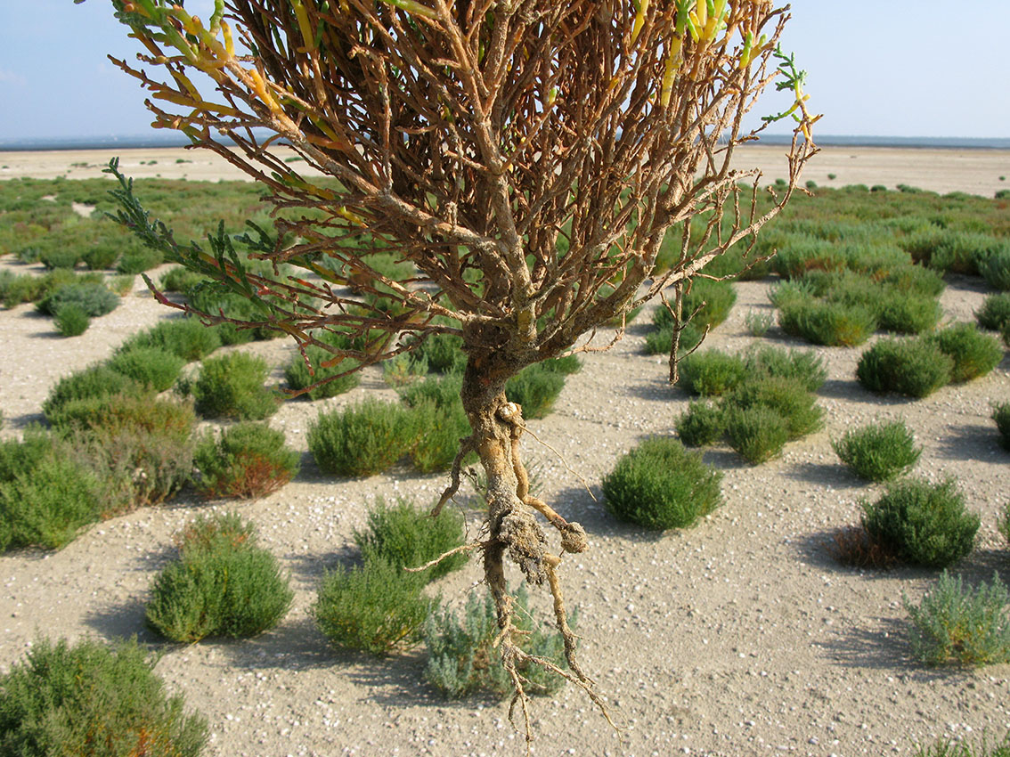 Image of Salicornia perennans specimen.