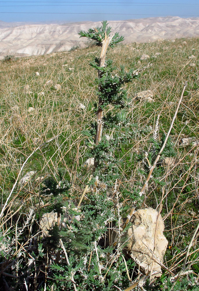 Image of Salsola vermiculata specimen.