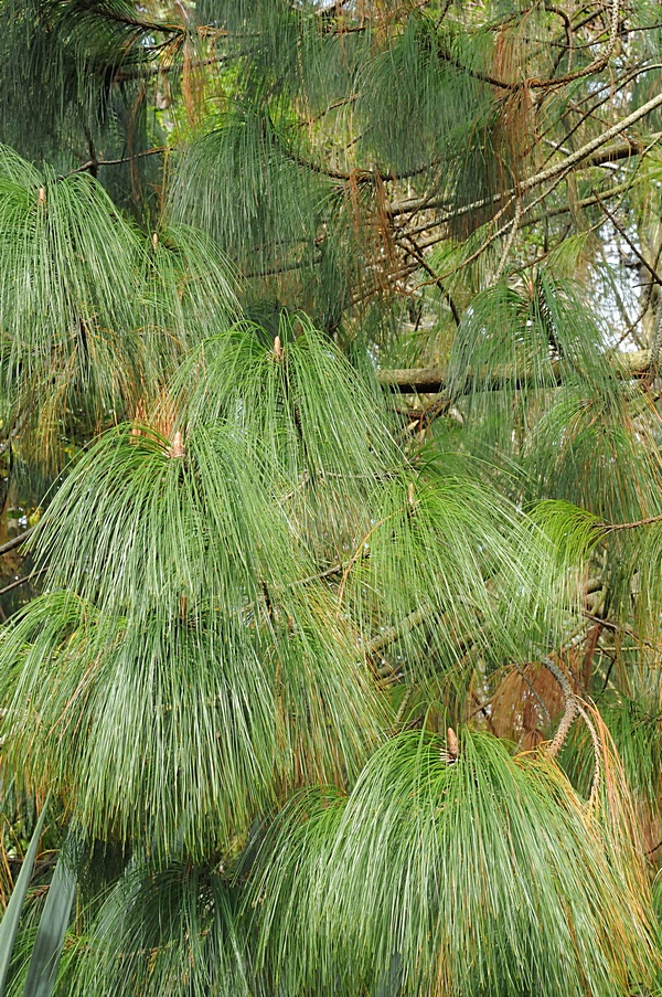 Image of Pinus pseudostrobus var. apulcensis specimen.