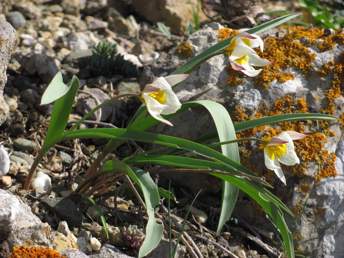 Image of Tulipa biflora specimen.