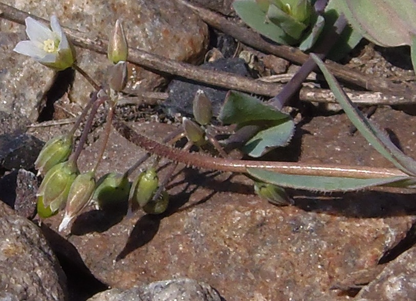 Image of Holosteum umbellatum specimen.