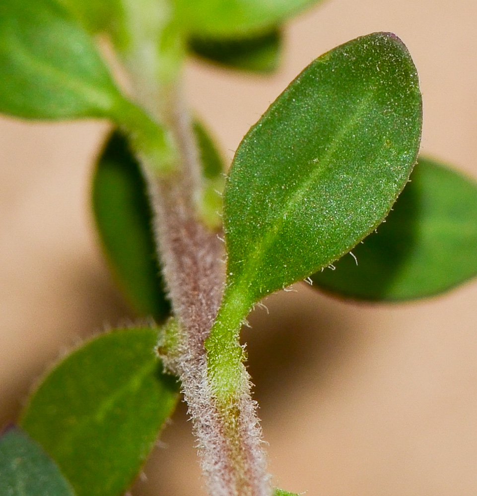 Image of Eremophila laanii specimen.