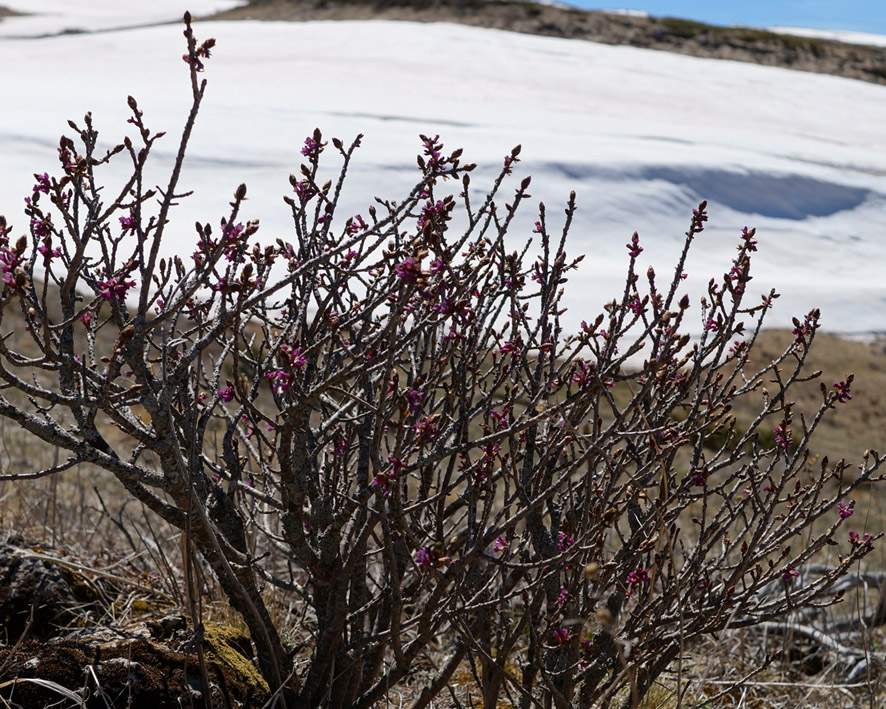 Image of Daphne mezereum specimen.