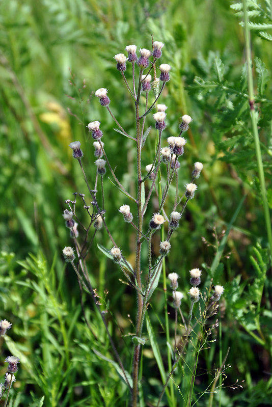 Image of Erigeron acris specimen.