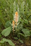 Orobanche alba. Цветущие растения (вероятный хозяин - Salvia). Ростовская обл., Мясниковский р-н, Чулекская балка. 01.06.2014.