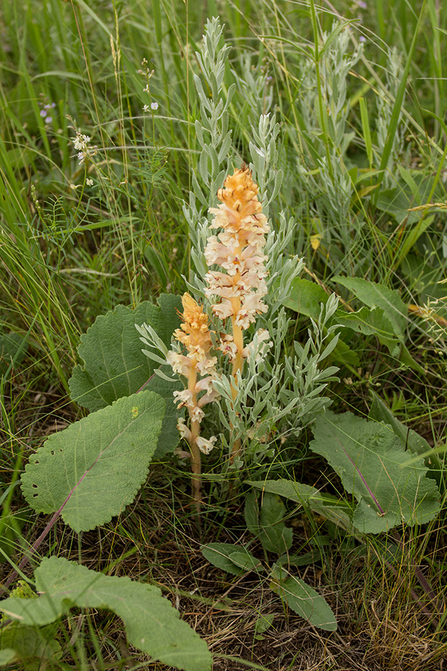 Image of Orobanche alba specimen.