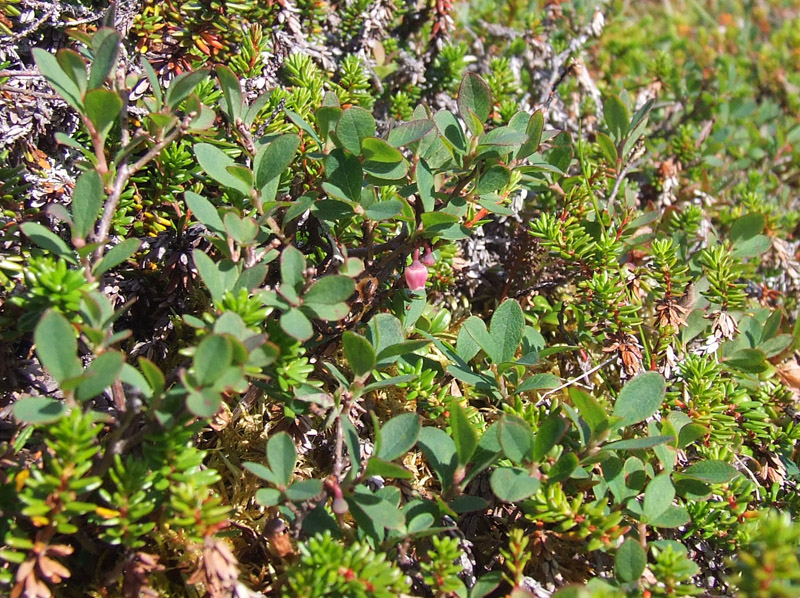 Image of Vaccinium uliginosum ssp. microphyllum specimen.