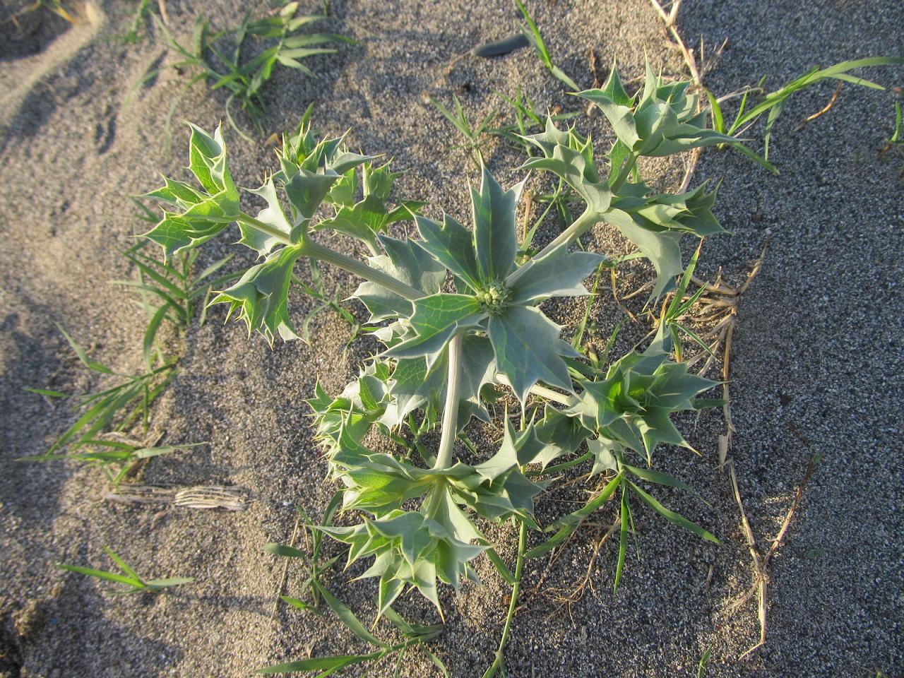 Image of Eryngium maritimum specimen.