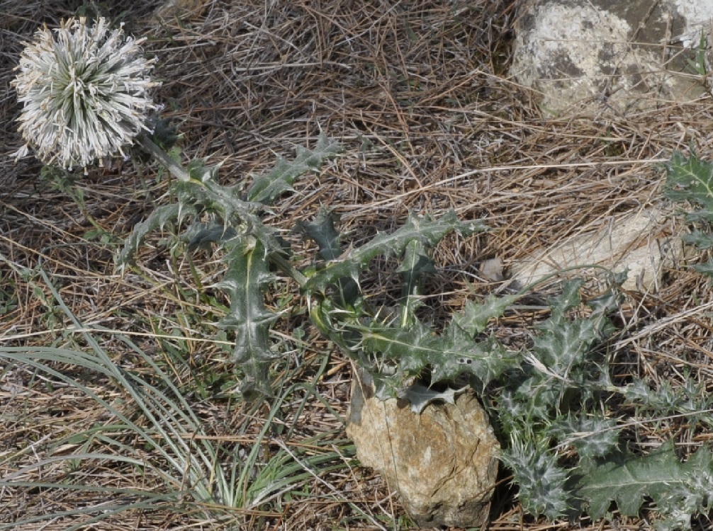 Image of Echinops albidus specimen.