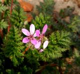 Erodium cicutarium. Соцветие с цветками на разных стадиях развития. Московская обл., Электрогорск, дорога к новостройкам. 11.10.2014.