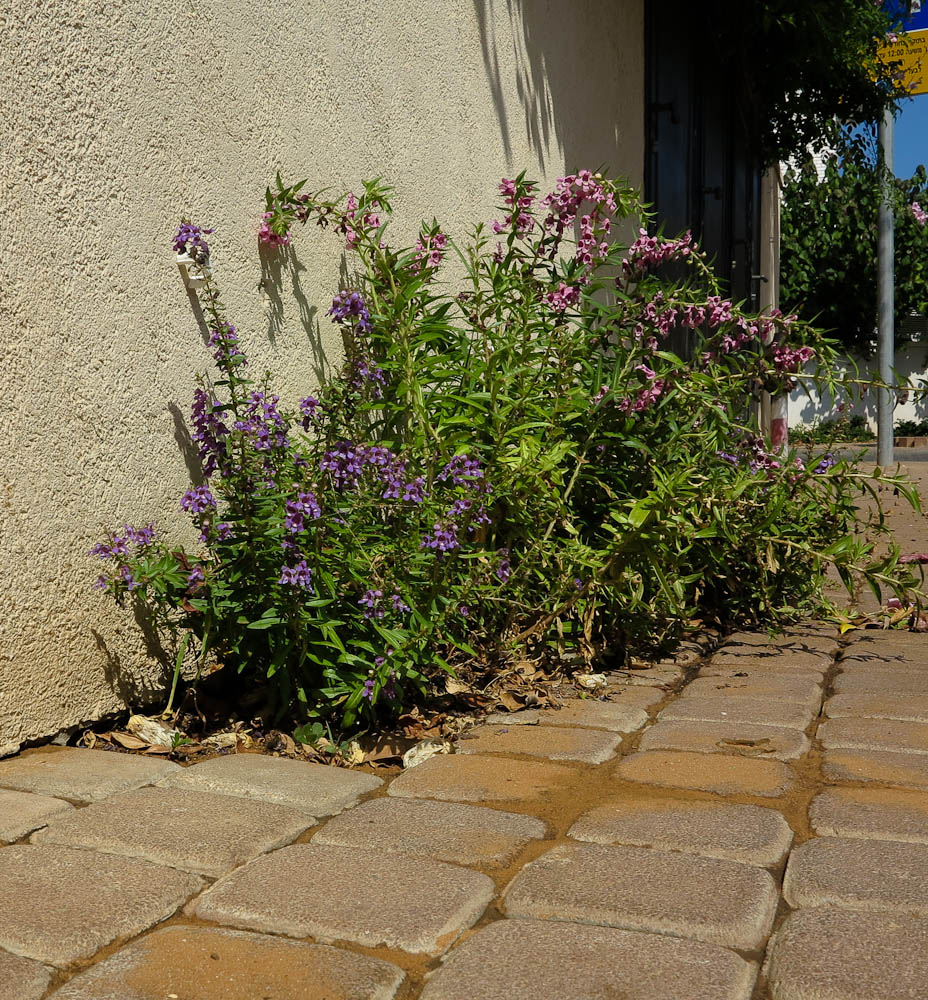 Image of Angelonia angustifolia specimen.