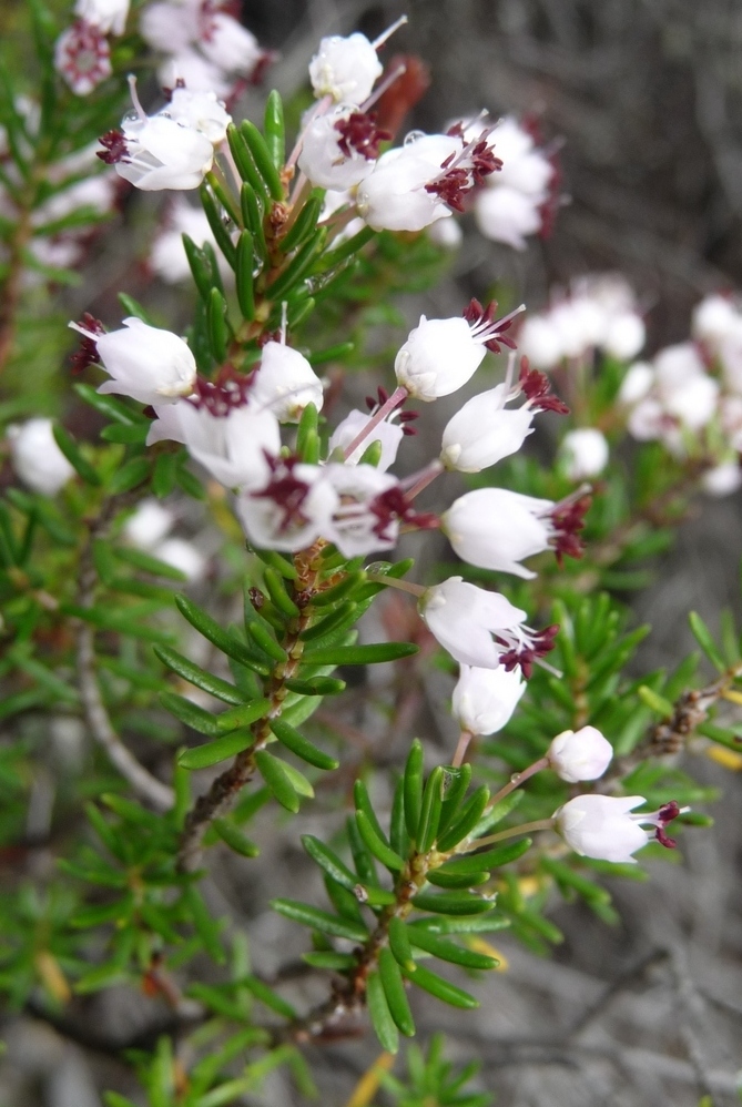 Image of Erica manipuliflora specimen.