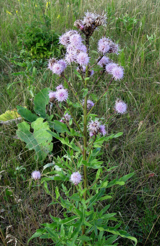 Image of Cirsium setosum specimen.