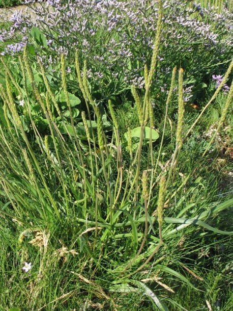 Image of Plantago maritima specimen.