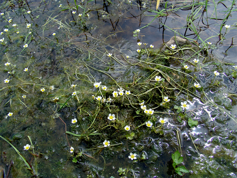 Image of Ranunculus aquatilis specimen.